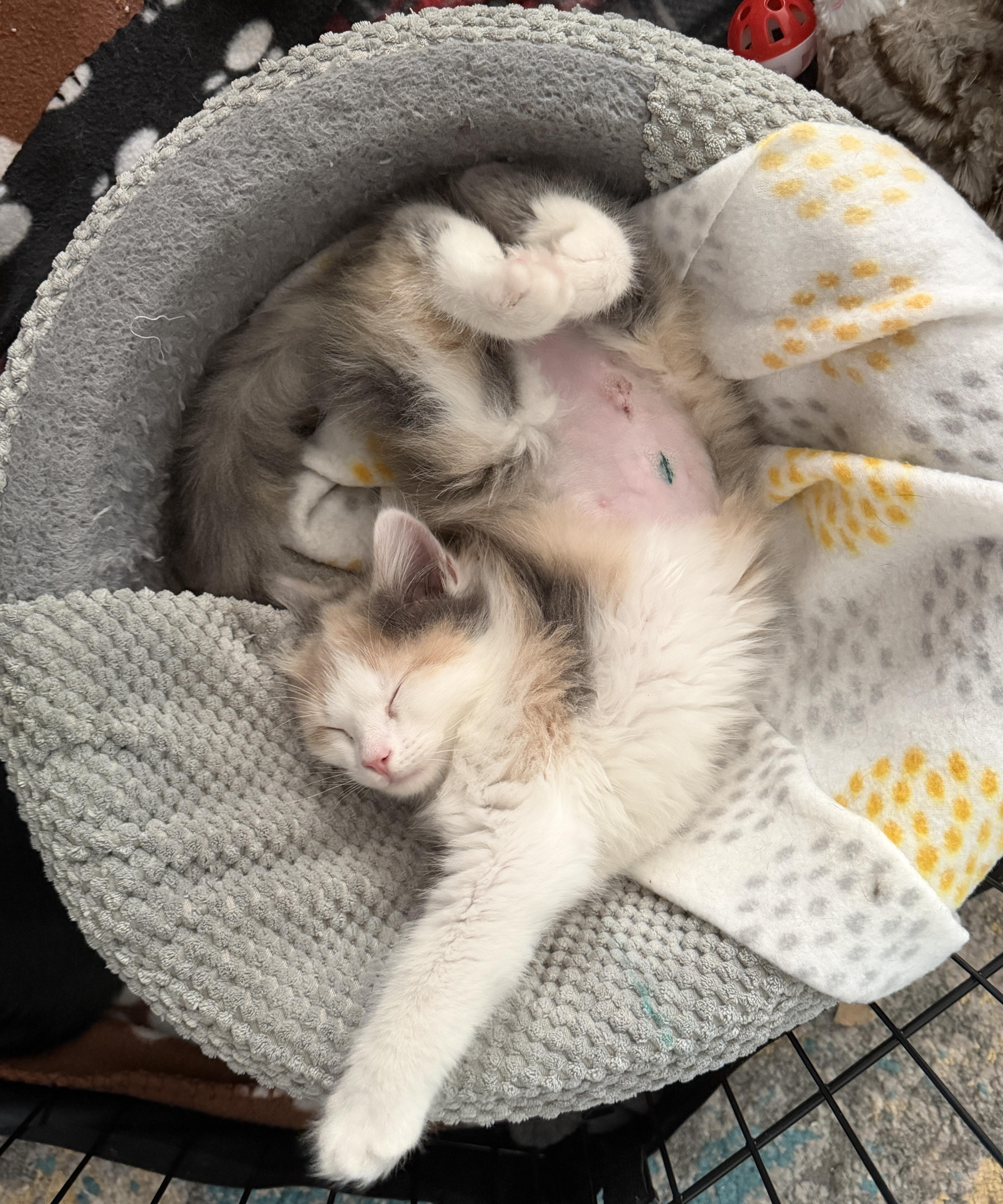 Sassy And Otto