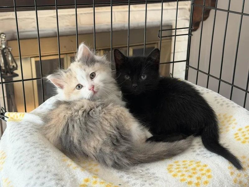 Sassy And Otto thumbnail 2