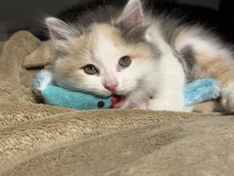 Sassy And Otto thumbnail 3