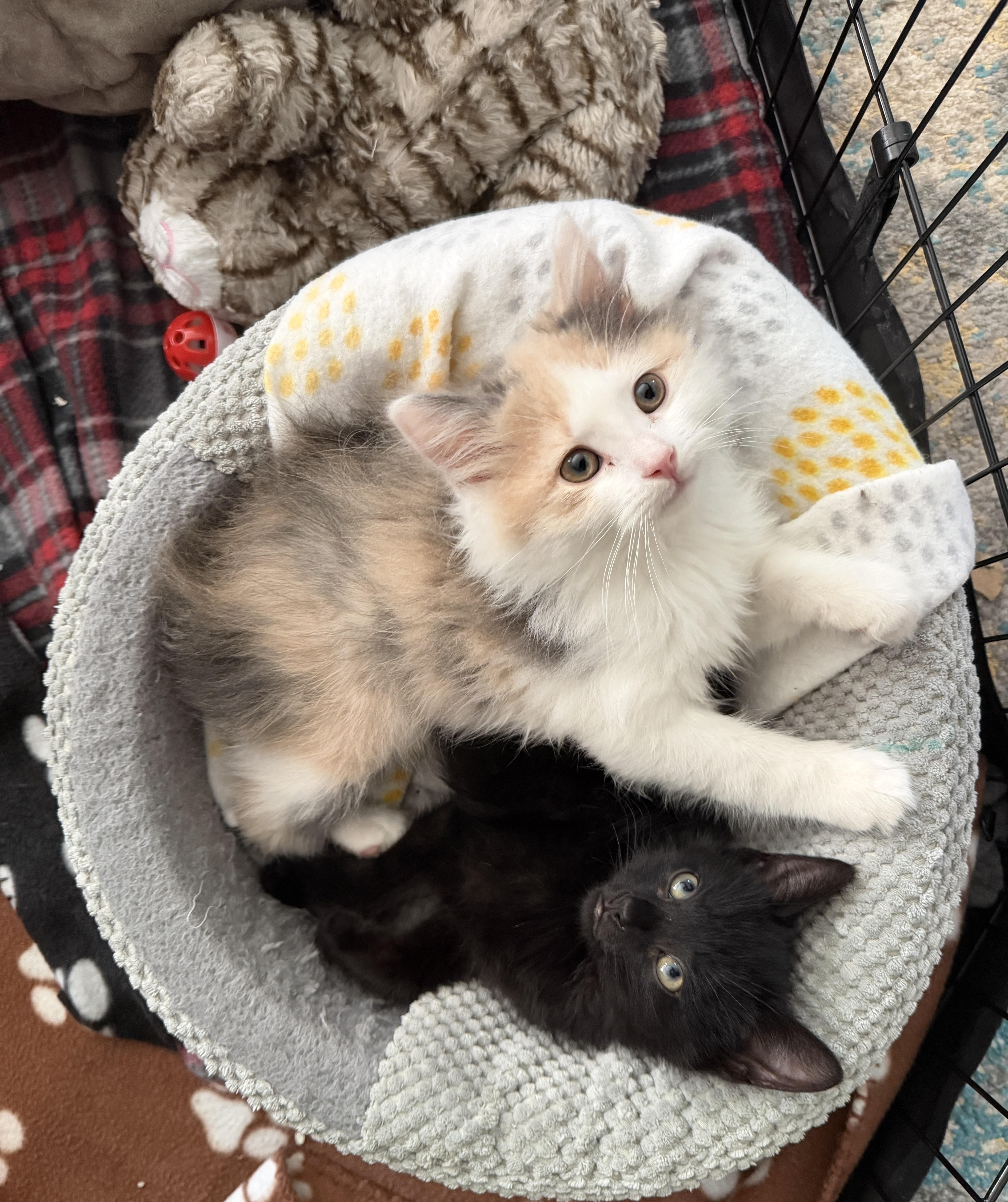 Sassy And Otto thumbnail 4