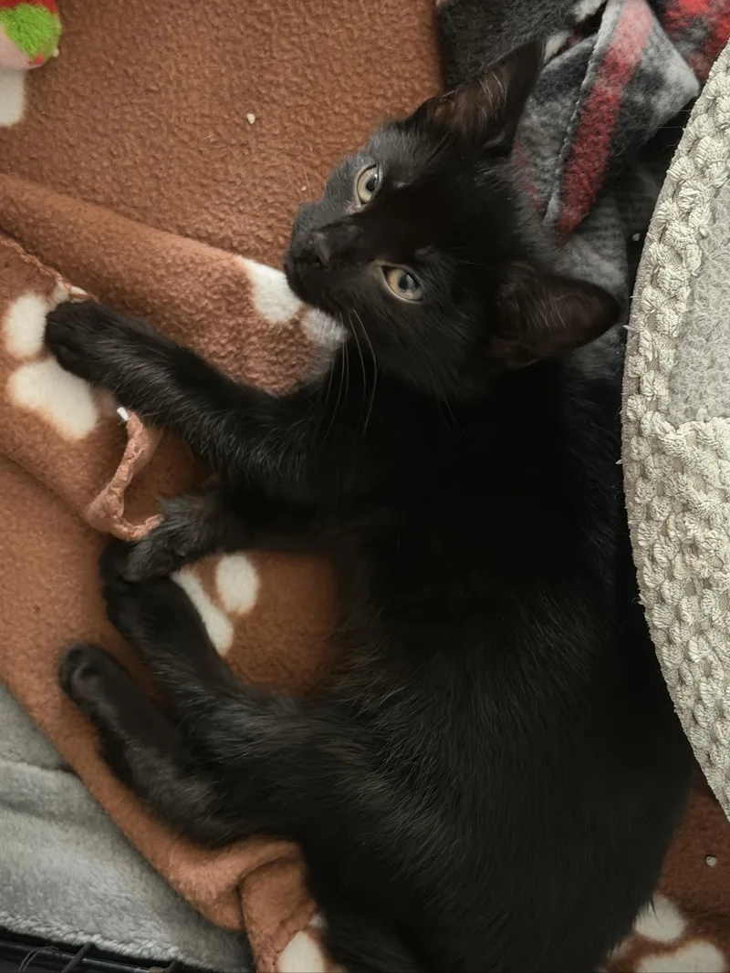 Sassy And Otto thumbnail 5