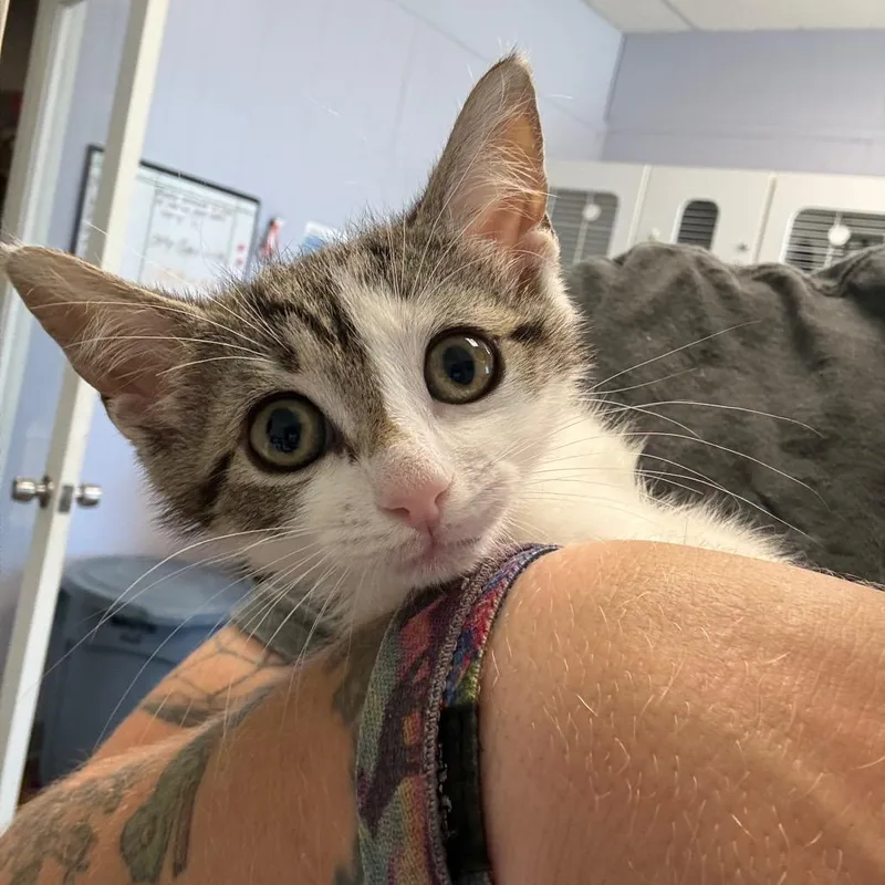A baby small-sized female Brown / Chocolate Domestic Short Hair cat named Rumi for adoption in Port Richey, FL