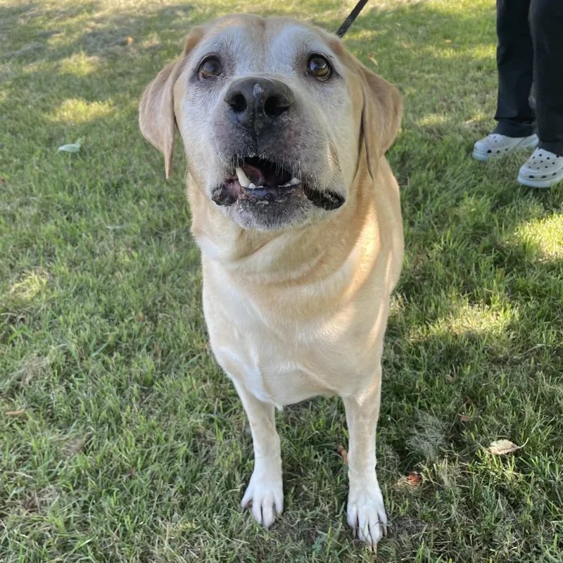 A senior extra large-sized male Yellow / Tan / Blond / Fawn Yellow Labrador Retriever dog named Wrigley for adoption in Mishawaka, IN