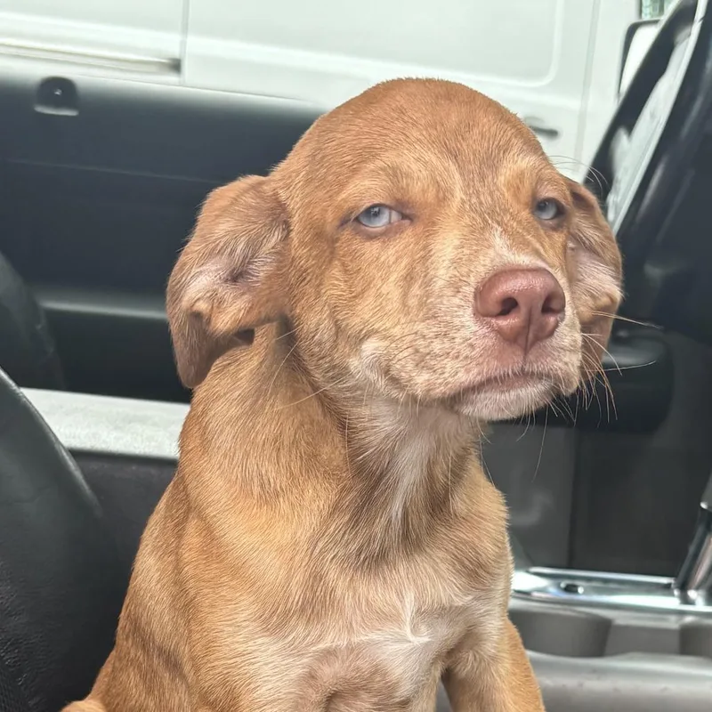 A young small-sized male Catahoula Leopard Dog dog named Sully for adoption in Enterprise, AL