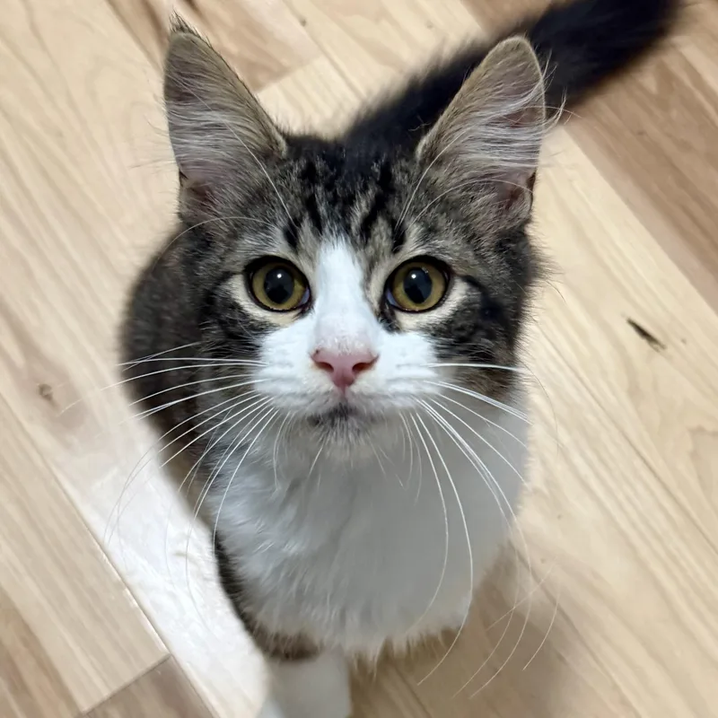 A baby medium-sized male Tabby (Brown / Chocolate) Maine Coon cat named Larry for adoption in Salem, OH