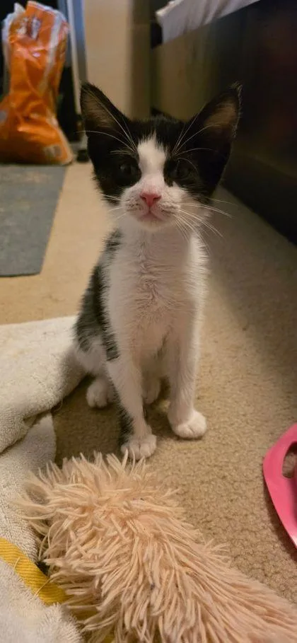 An adult small-sized male Domestic Short Hair cat named Sprout for adoption in Berwick, PA