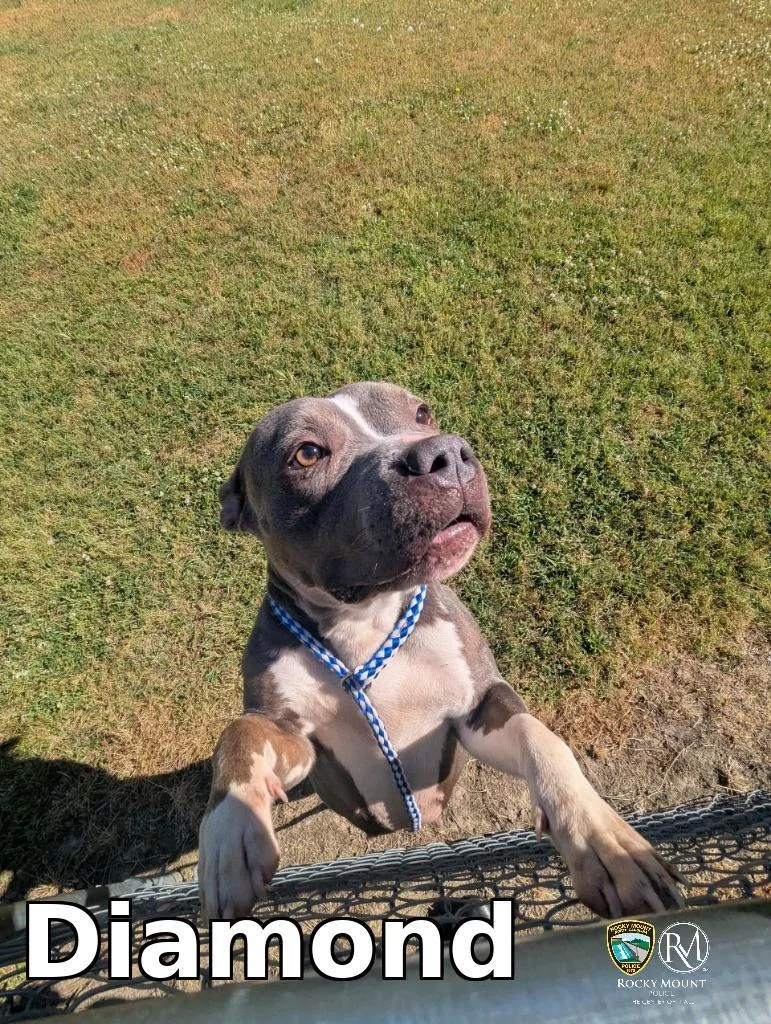 A young medium-sized female Pit Bull Terrier dog named Diamond for adoption in Rocky Mount, NC