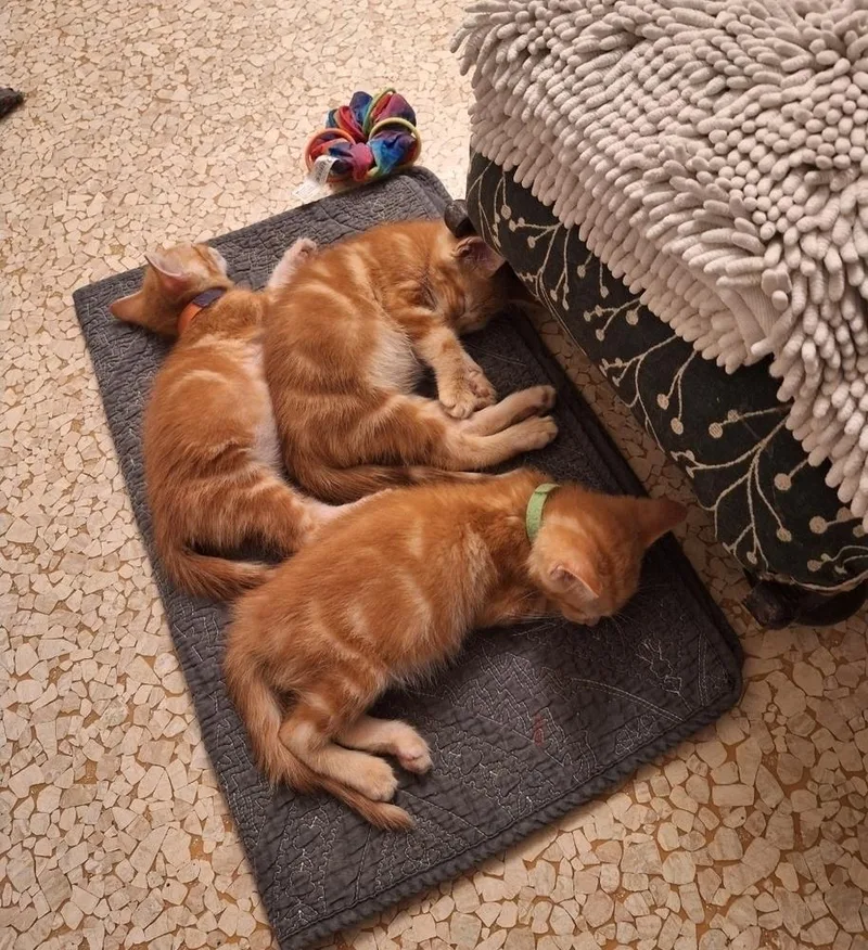 A baby medium-sized male Orange & White Domestic Short Hair cat named Gary for adoption in Sedalia, CO