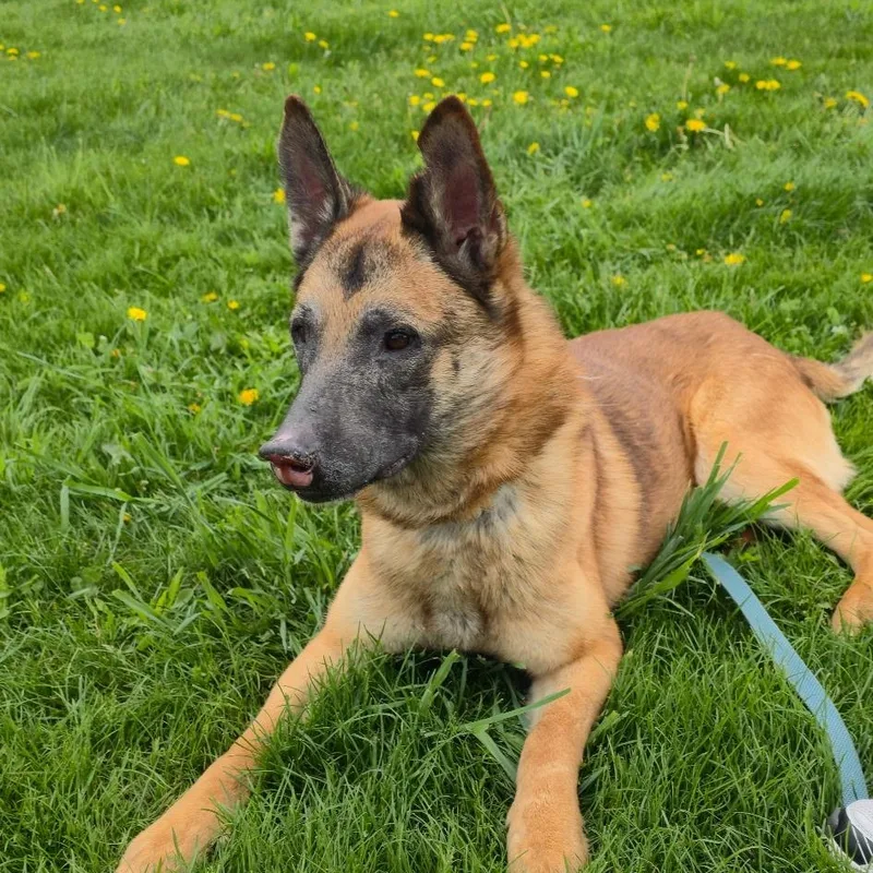 An adult medium-sized male Brown / Chocolate German Shepherd Dog dog named Toby for adoption in Elyria, OH