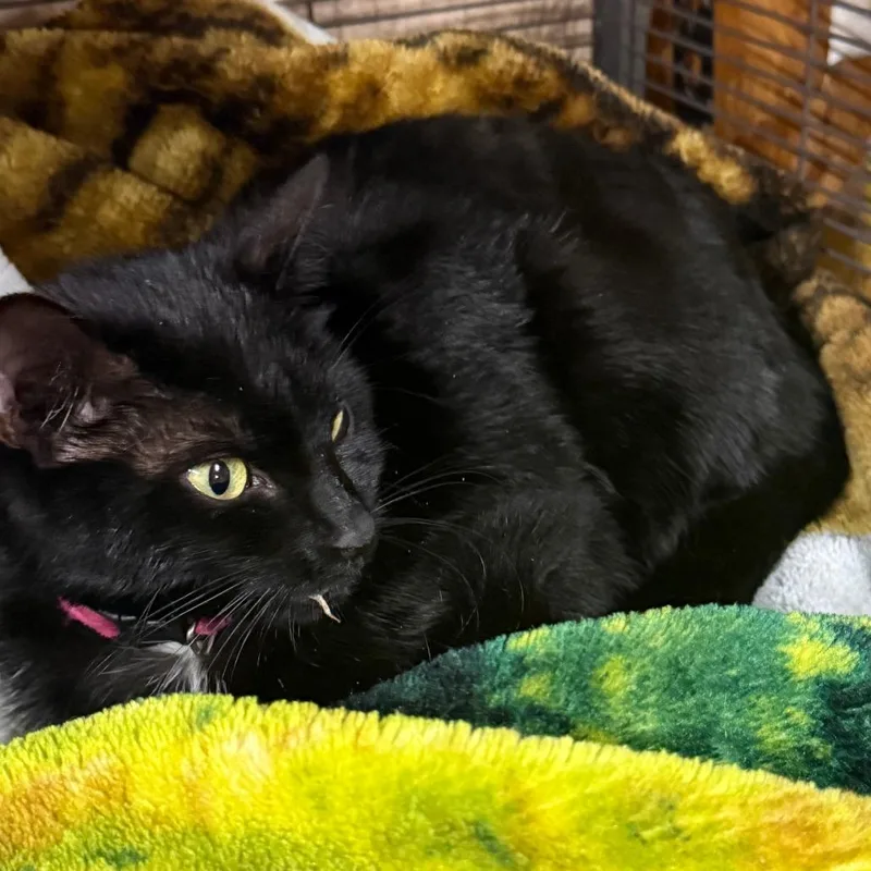A baby small-sized female Gray / Blue / Silver Domestic Short Hair cat named Caty Cat for adoption in Lancaster, OH