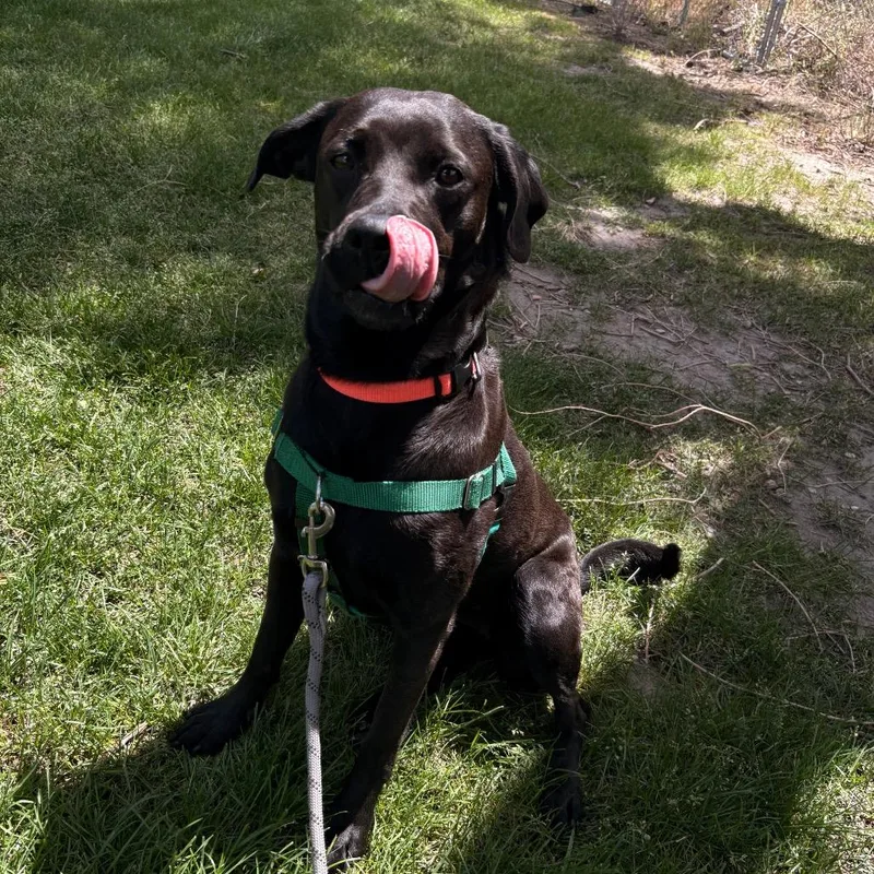 An adult medium-sized female Black Pit Bull Terrier dog named Taha for adoption in Murray, UT