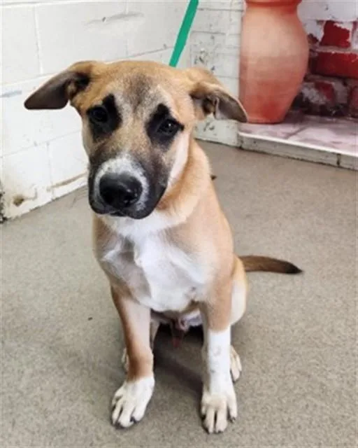 A baby small-sized male German Shepherd Dog dog named Eric for adoption in San Bernardino, CA