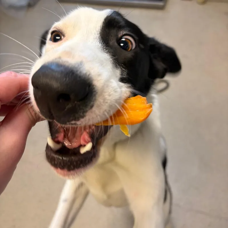 A young medium-sized female White / Cream Mixed Breed dog named Julianna for adoption in Fredericksburg, VA