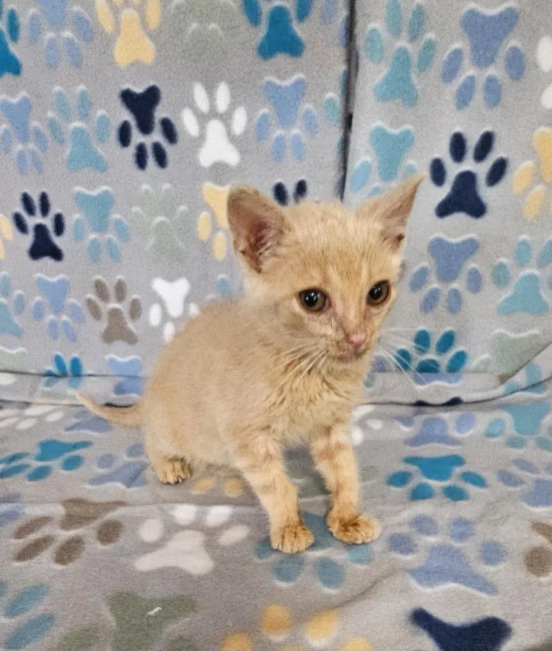 A baby small-sized female Domestic Short Hair cat named Stella for adoption in Wabash, IN