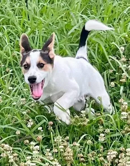 An adult medium-sized male Mixed Breed dog named Stitch for adoption in Davenport, IA