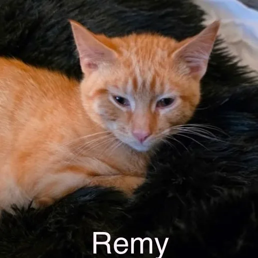 Remy thumbnail 2