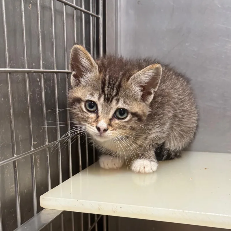 A baby small-sized male Brown / Chocolate Domestic Short Hair cat named Champions Circle for adoption in Fredericksburg, VA