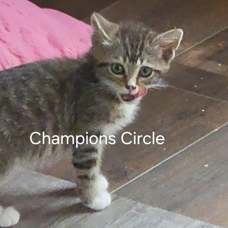 Champions Circle thumbnail 2