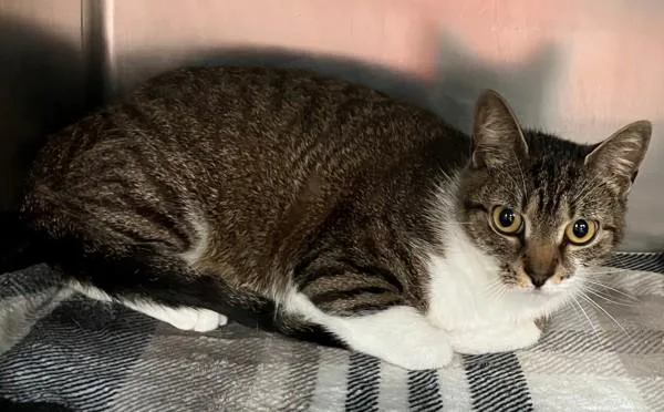An adult medium-sized female Domestic Short Hair cat named Venus for adoption in Staten Island, NY