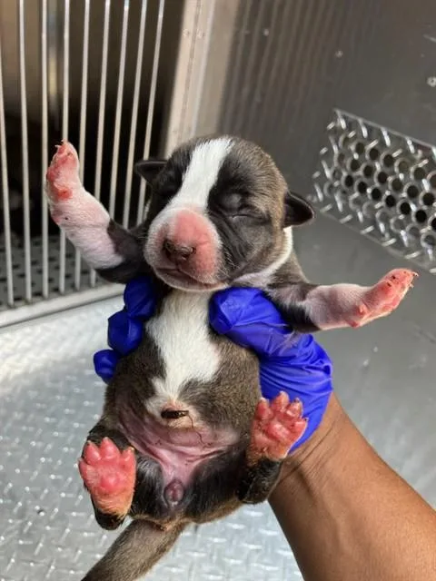A baby medium-sized female Mixed Breed dog named Reeses for adoption in Dallas, TX
