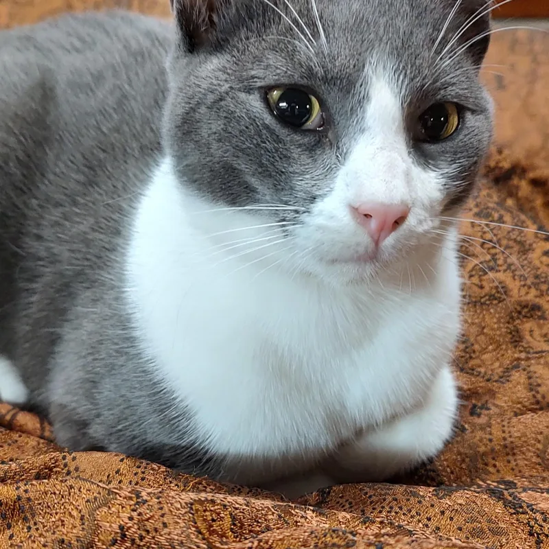An adult large-sized male Gray & White Domestic Short Hair cat named Odin for adoption in Vacaville, CA
