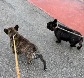 Purebred Frenchie Girl Oli