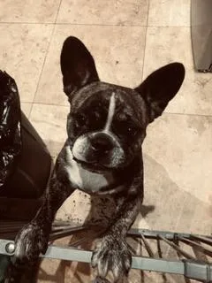 Purebred Frenchie Girl Oli thumbnail 2