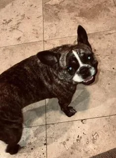 Purebred Frenchie Girl Oli thumbnail 3