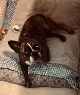 Purebred Frenchie Girl Oli thumbnail 4