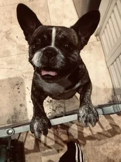 Purebred Frenchie Girl Oli thumbnail 5