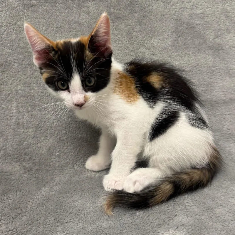 A baby small-sized female Calico Domestic Short Hair cat named Harissa for adoption in Sunnyvale, CA