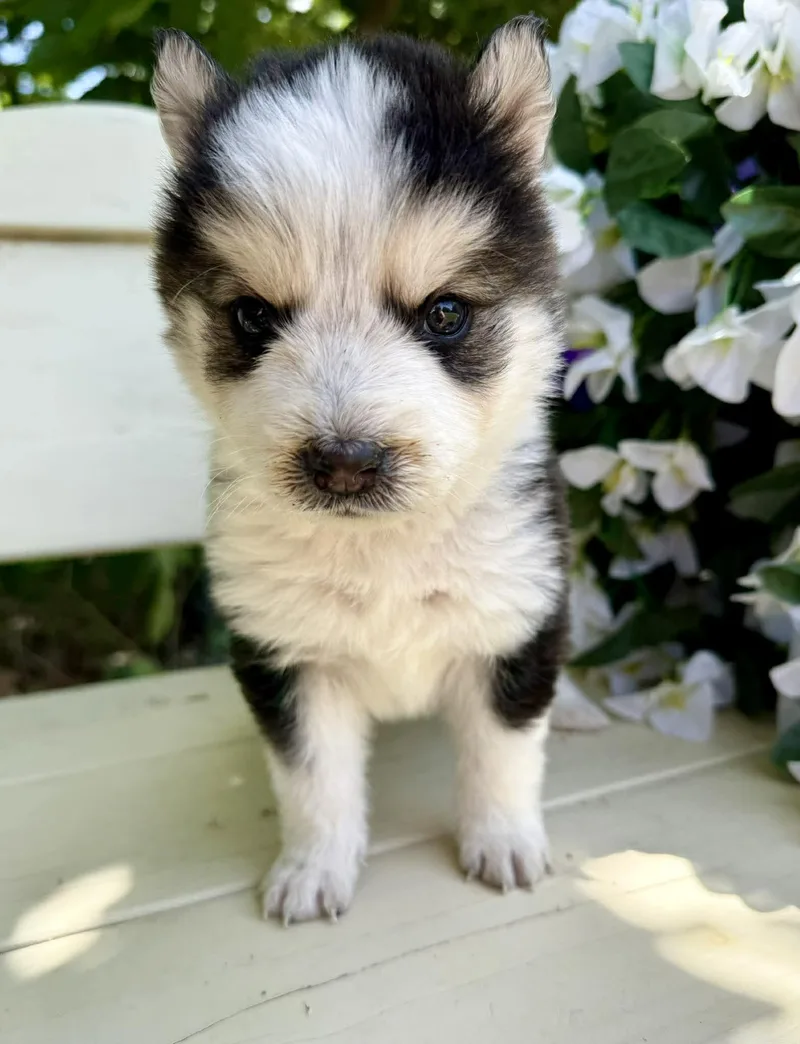 A baby medium-sized male Gray / Blue / Silver Husky dog named Firefly for adoption in Kiowa, OK