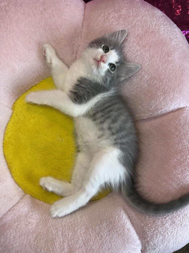 A baby medium-sized female Gray & White Tabby cat named Fancy for adoption in Laguna Niguel, CA