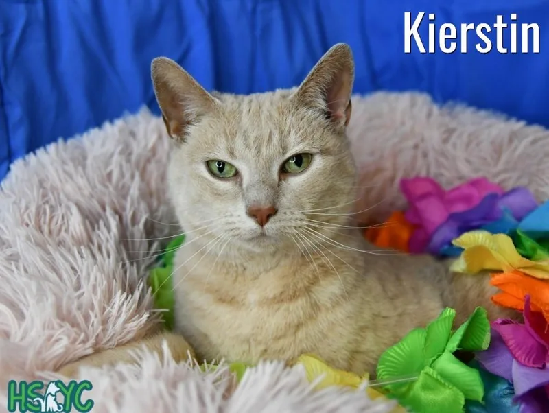 An adult medium-sized female Domestic Short Hair cat named Kierstin for adoption in Fort Mill, SC