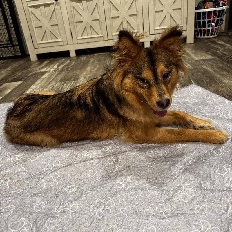 A young medium-sized female Shepherd dog named Alice for adoption in Opelika, AL