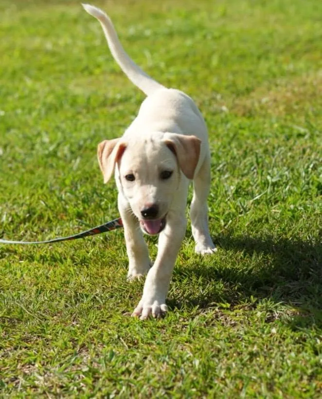 A baby medium-sized female White / Cream Labrador Retriever dog named Betty for adoption in Orlando, FL