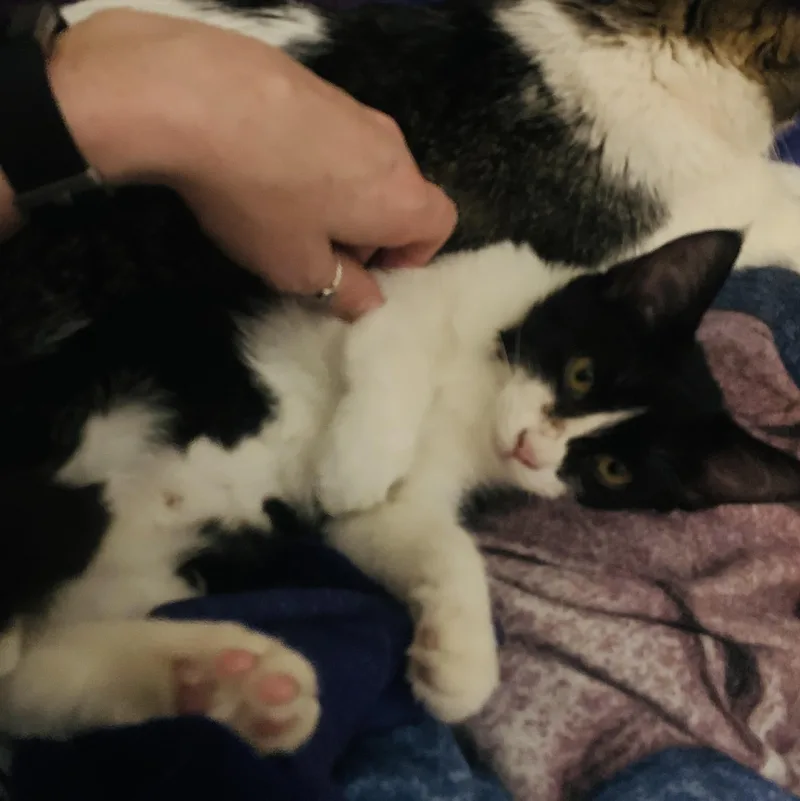 Breadsticks thumbnail 2