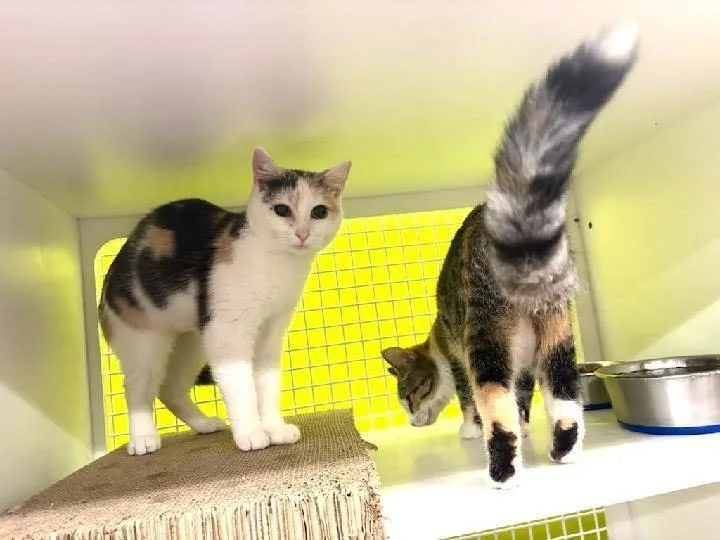 A young medium-sized female Dilute Calico cat named Olivia for adoption in Mound, MN