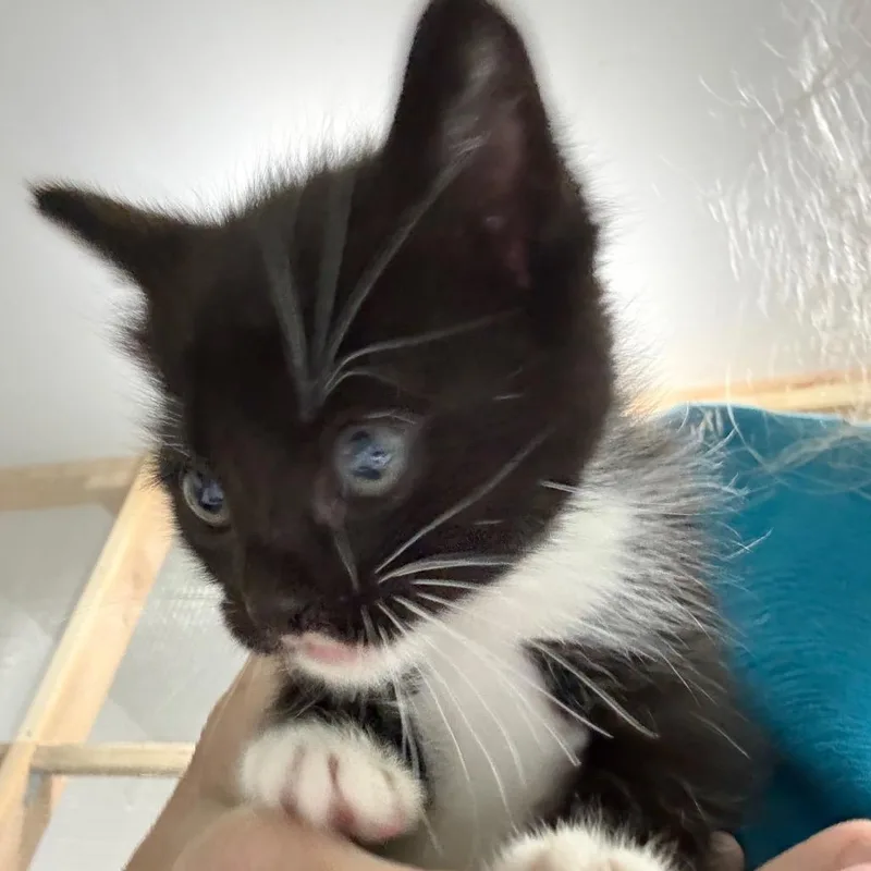 A baby small-sized female Black Domestic Short Hair cat named Kisses for adoption in Ferndale, WA