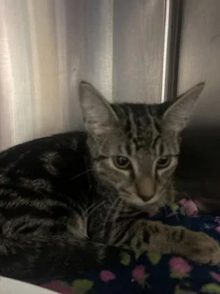 A young small-sized male Domestic Short Hair cat named Antman for adoption in Madison, NJ