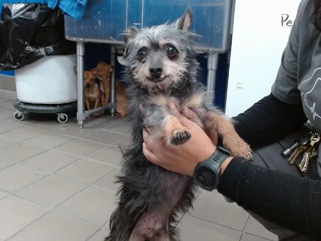 An adult medium-sized male Yorkshire Terrier dog named Zero for adoption in Albuquerque, NM