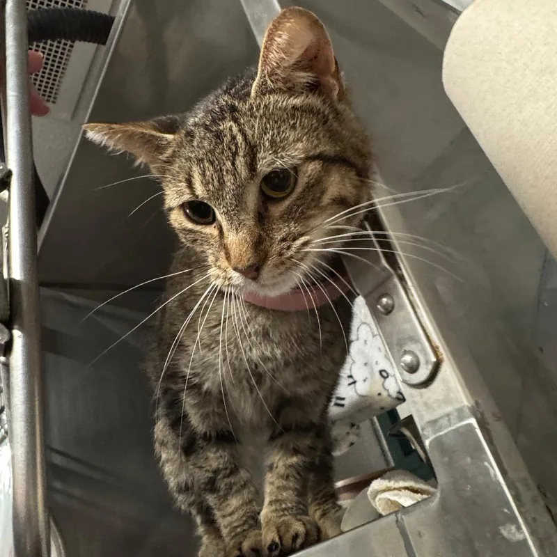 A young medium-sized female Brown / Chocolate Domestic Short Hair cat named Renaissance for adoption in Edwardsville, IL