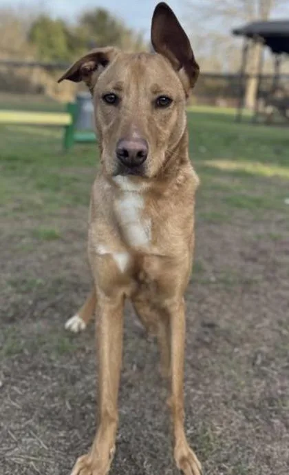 Pictionary thumbnail 2