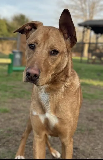 Pictionary thumbnail 3