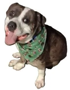 A young large-sized male Mixed Breed dog named Petey for adoption in West Milton, OH