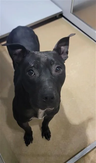 An adult medium-sized male Pit Bull Terrier dog named Buddy for adoption in Saint Peters, MO