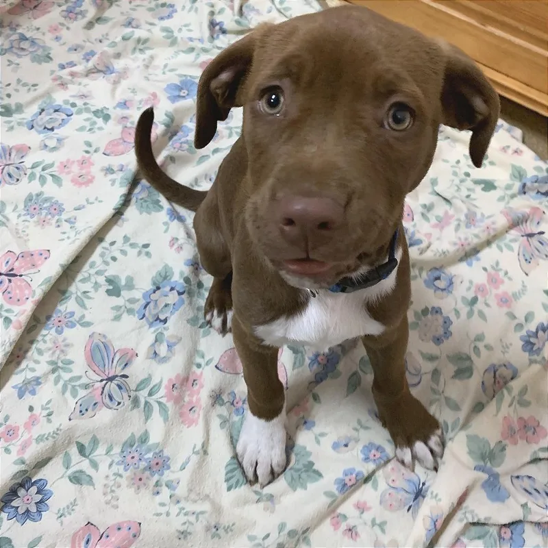 A baby medium-sized female Brown / Chocolate Pit Bull Terrier dog named Freeze for adoption in South Elgin, IL