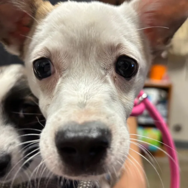 A young small-sized female Chihuahua dog named Poland for adoption in Yuma, AZ