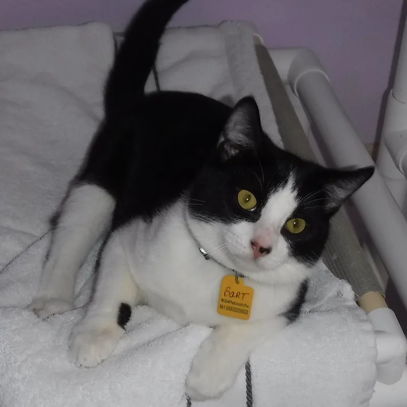 Bart  Fun & thumbnail 2