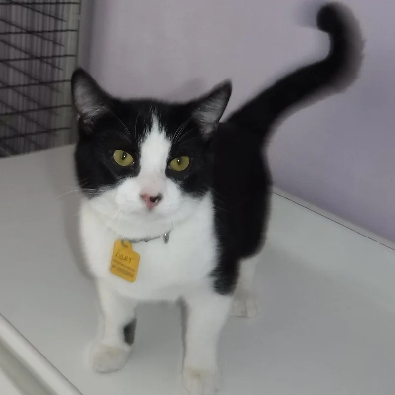 Bart  Fun & thumbnail 3